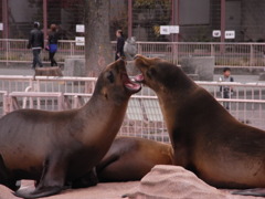 粗ぶるアシカショー