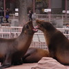 粗ぶるアシカショー