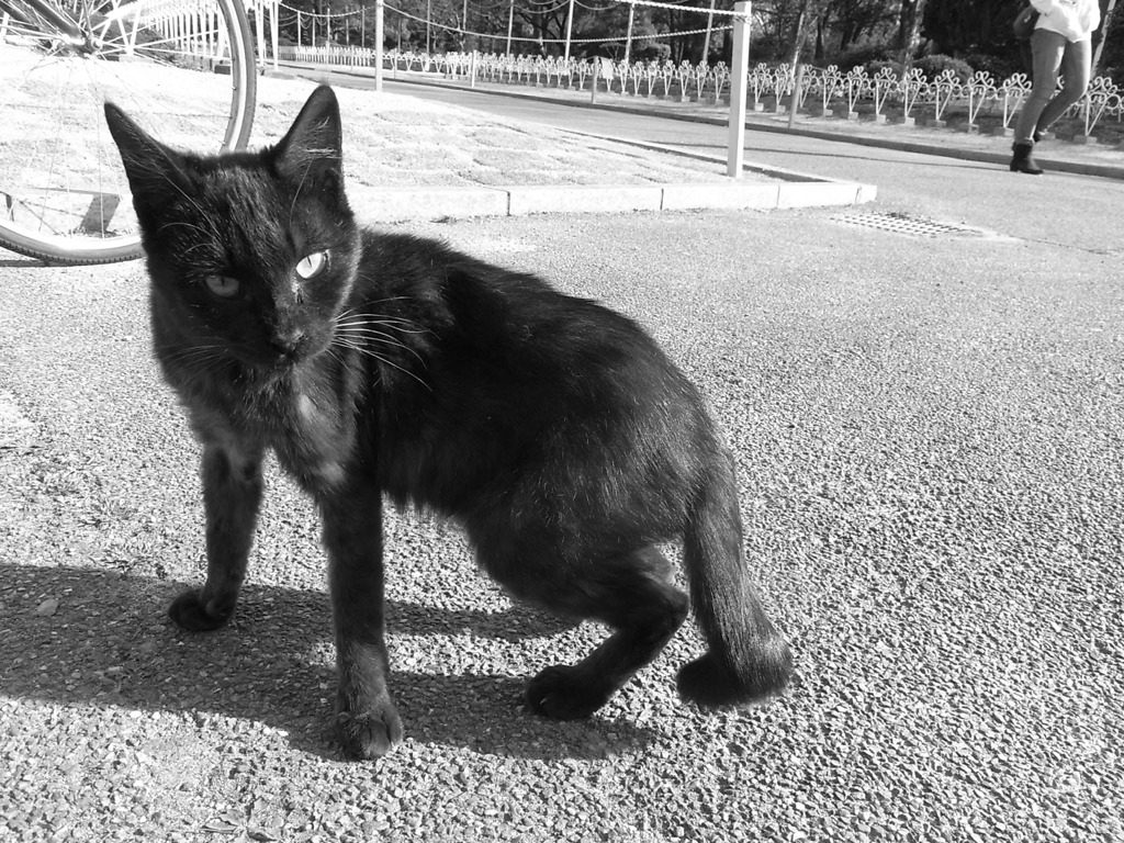 クロネコをモノクロでとる