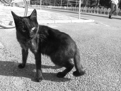 クロネコをモノクロでとる