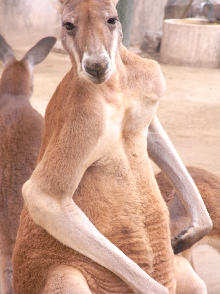 カンガルー(親)