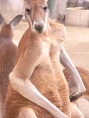 カンガルー(親)