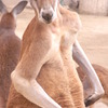 カンガルー(親)