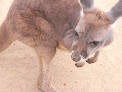 カンガルー(子)