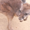 カンガルー(子)