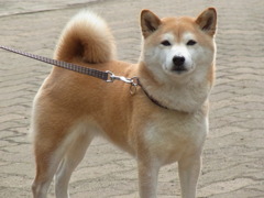 柴犬