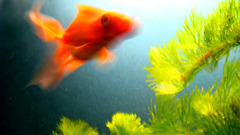 fish_01
