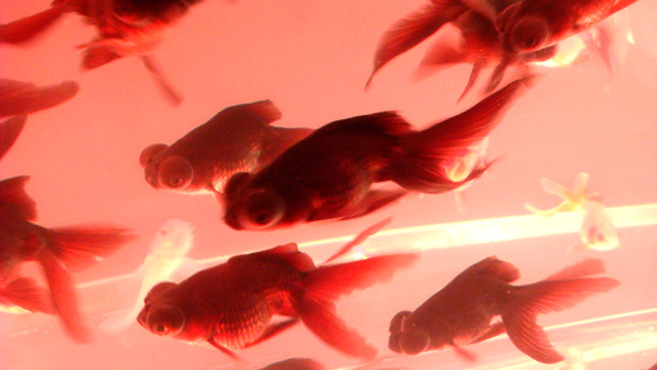 fish_09