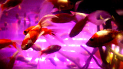 fish_04