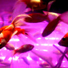 fish_04