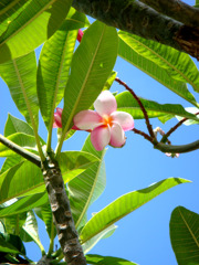 PLUMERIA