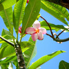 PLUMERIA