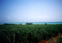 小浜島にて