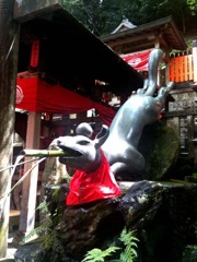 アクロバティックな狐