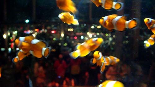 fish_03