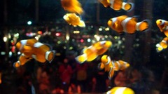 fish_03