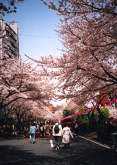 茗荷谷の桜