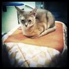 コタツ猫