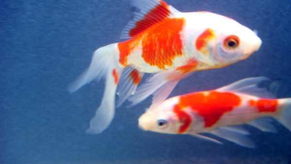 fish_02