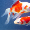 fish_02