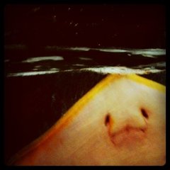 エイの裏側
