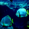 意外とでかい魚