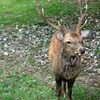 年季の入った奈良の鹿