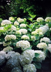 白い紫陽花