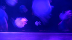 fish_10