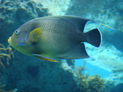 熱帯魚