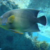 熱帯魚