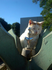蛇口猫
