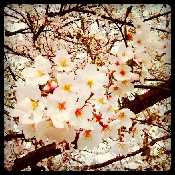 桜