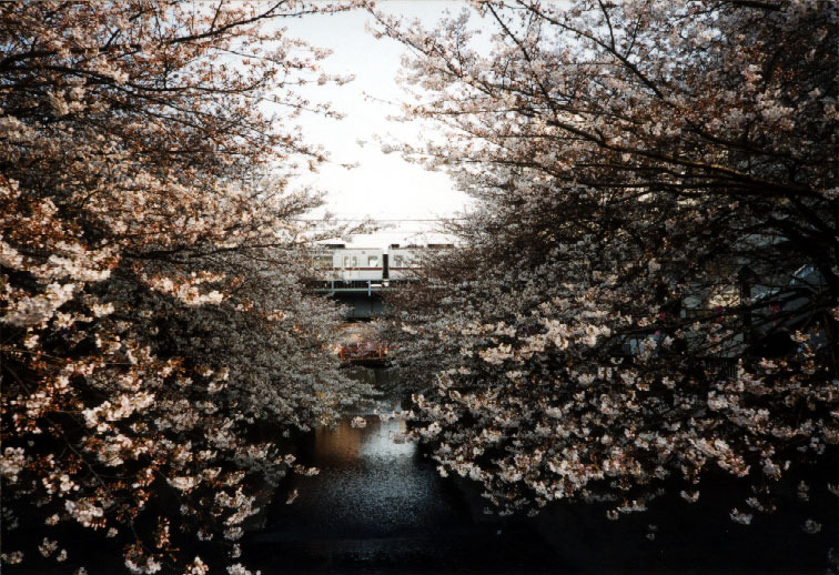 桜のトンネル