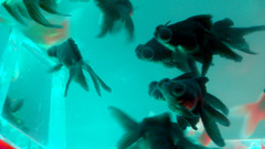 fish_07