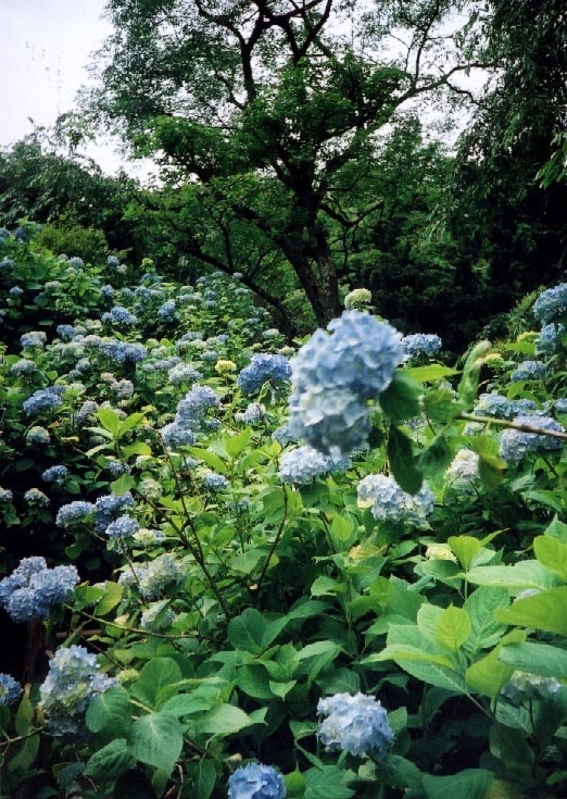 紫陽花ラッシュ