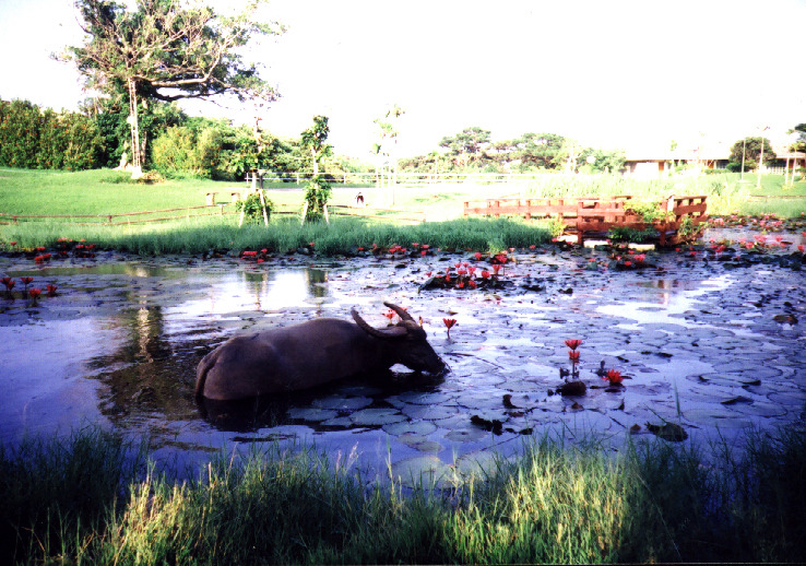 水牛池