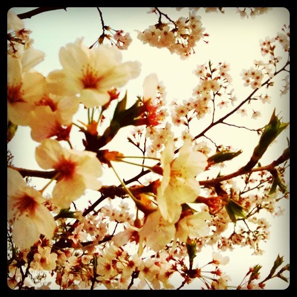 桜