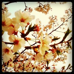 桜