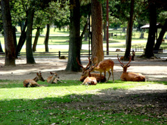 奈良公園の鹿