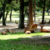 奈良公園の鹿