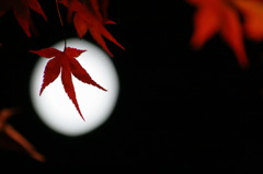 月光下の紅葉