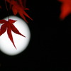 月光下の紅葉