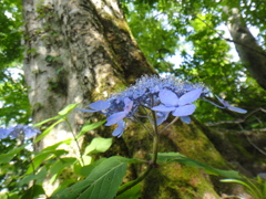 大山　夏山登山道にて