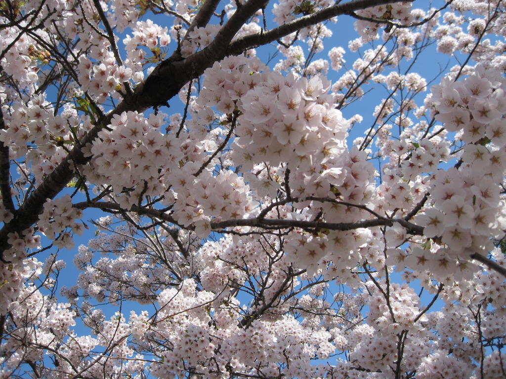 桜