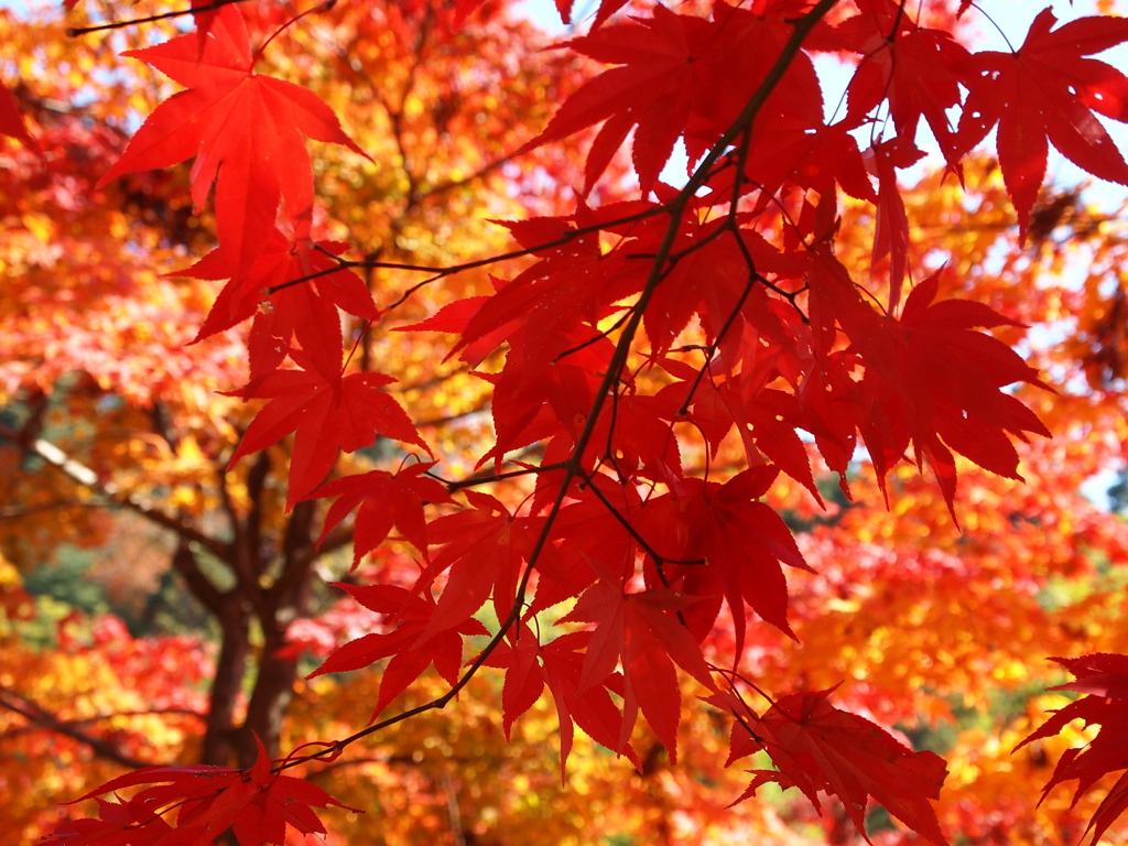 紅に惹かれて