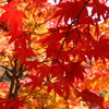 紅に惹かれて