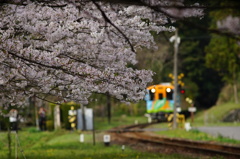 桜咲く沿線