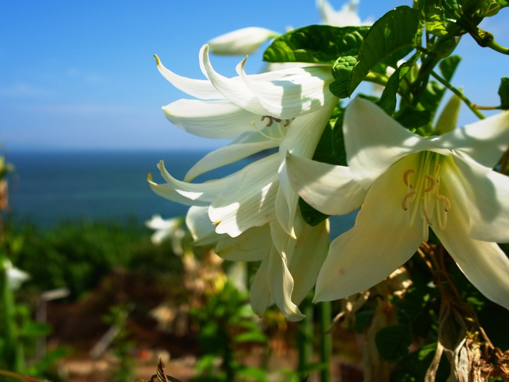 島に、夏来る