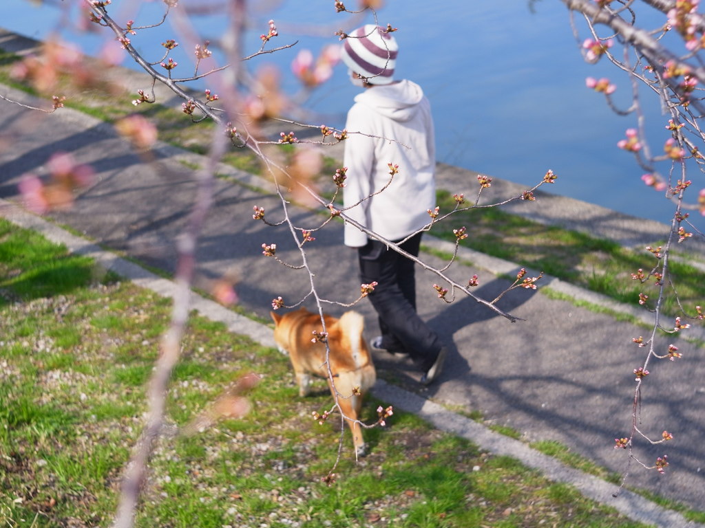 もうすぐ咲くかな？